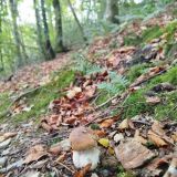 Terrain 120596 m2 m² / SAINT-SALVY-DE-LA-BALME / 81490