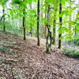 Terrain 120596 m2 m² / SAINT-SALVY-DE-LA-BALME / 81490