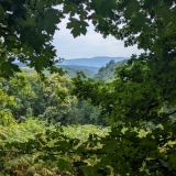 Terrain 120596 m2 m² / SAINT-SALVY-DE-LA-BALME / 81490