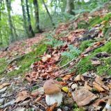 Terrain 67 599 m² / SAINT-SALVY-DE-LA-BALME / 81490