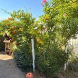 Maison 5 pièces / 140 m² / 198 000 € / SAINT-BENOIT-DE-CARMAUX
